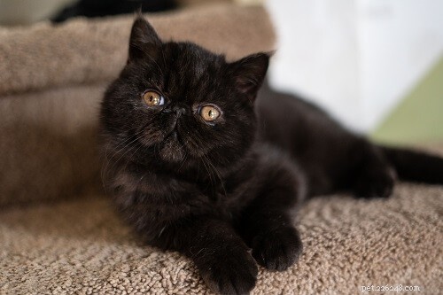 Top 500 Male Cat Names: A-Z Guide for Pet Parents