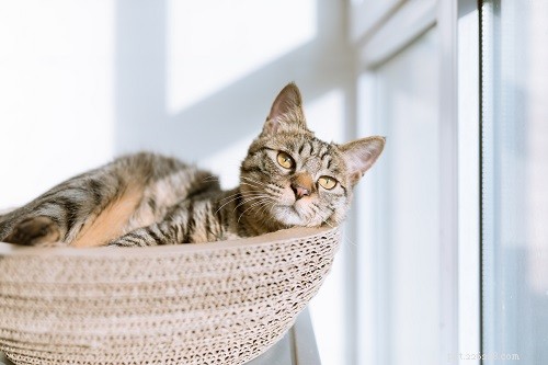 Top 500 Male Cat Names: A-Z Guide for Pet Parents