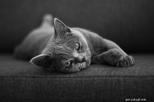 Top 500 Male Cat Names: A-Z Guide for Pet Parents