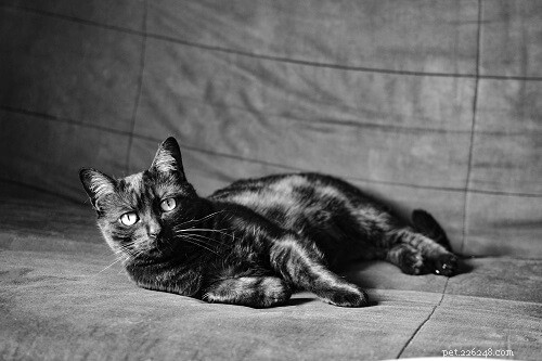 Top 500 Male Cat Names: A-Z Guide for Pet Parents