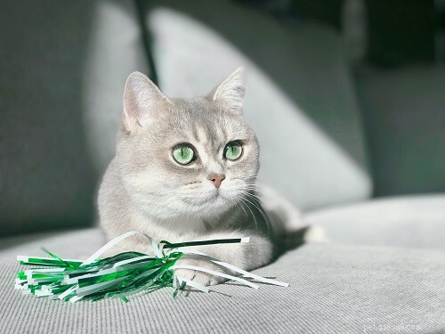 Top 200 Female Cat Names: A‑Z Guide for Choosing the Perfect Name