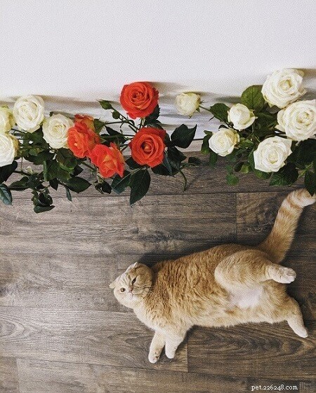 Top 200 Female Cat Names: A‑Z Guide for Choosing the Perfect Name