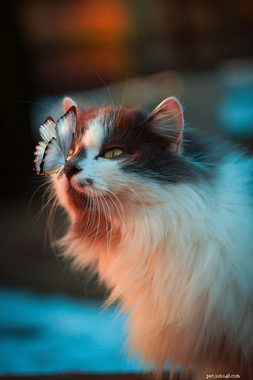 Top 200 Female Cat Names: A‑Z Guide for Choosing the Perfect Name