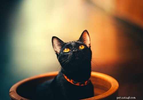 Top 200 Female Cat Names: A‑Z Guide for Choosing the Perfect Name