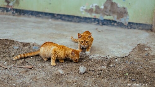 Top 200 Female Cat Names: A‑Z Guide for Choosing the Perfect Name