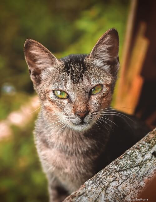 Top 200 Female Cat Names: A‑Z Guide for Choosing the Perfect Name