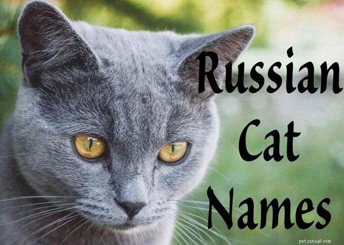 51 Elegant Russian Cat Names: Heritage, Meaning & Inspiration