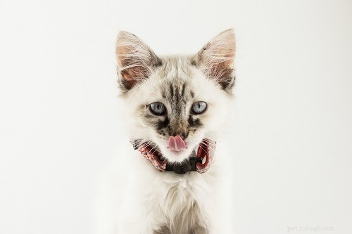 100 Charming Japanese Cat Names & Their Meanings – A Guide for Cat Lovers
