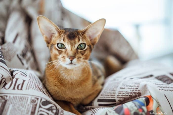 200 Favorite Orange Cat Names That Will Delight You