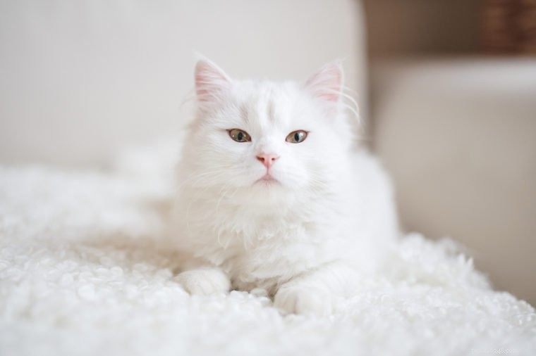 255 Charming & Classic White Cat Names for Your New Feline