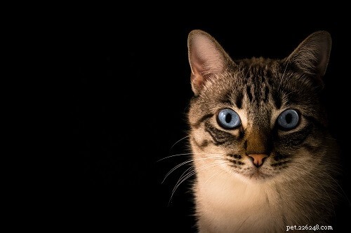 50 Timeless Greek Mythology Names for Your Cat