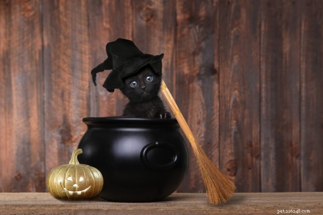 70 Enchanting Harry Potter Cat Names to Charm Your Feline