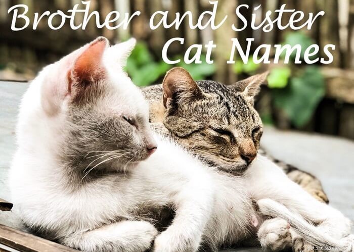 Top 100 Cat Names for Siblings: Perfect Pairings for Your New Kittens