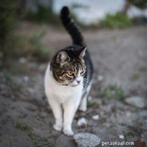 Decoding Cat Body Language: How to Understand Your Feline’s Signals