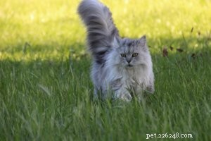 Decoding Cat Body Language: How to Understand Your Feline’s Signals