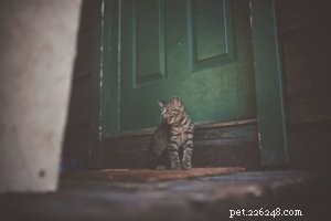 Decoding Cat Body Language: How to Understand Your Feline’s Signals