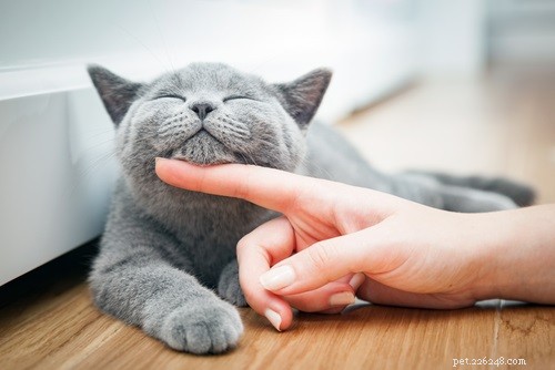 The Science Behind a Cat’s Purr: What It Means and Why It Happens