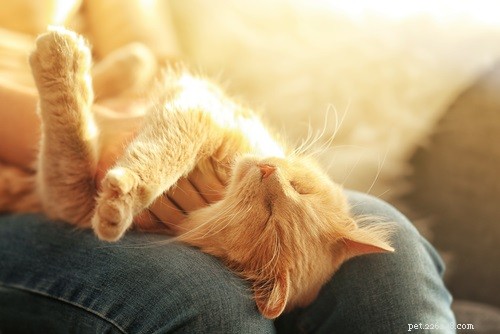 The Science Behind a Cat’s Purr: What It Means and Why It Happens