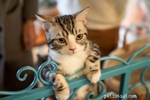 Smoothly Welcome Your New Cat: A Trusted Guide to Seamless Transition