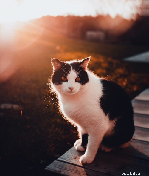 150 Elegant Black & White Names for Your Tuxedo Cat