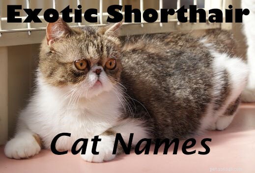 125 Sweet & Charming Names for Your Exotic Shorthair Cat