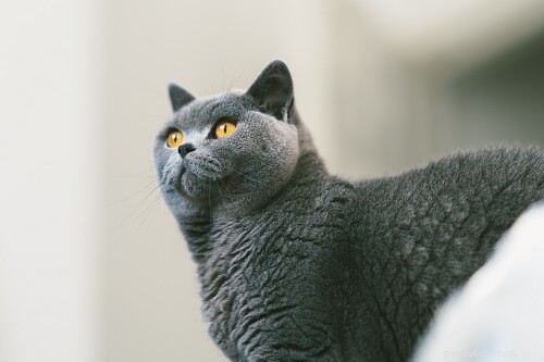 125 Sweet & Charming Names for Your Exotic Shorthair Cat