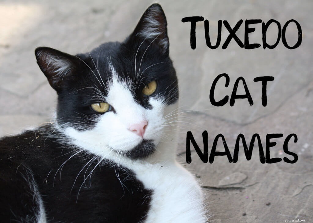 150 Elegant Black & White Names for Your Tuxedo Cat