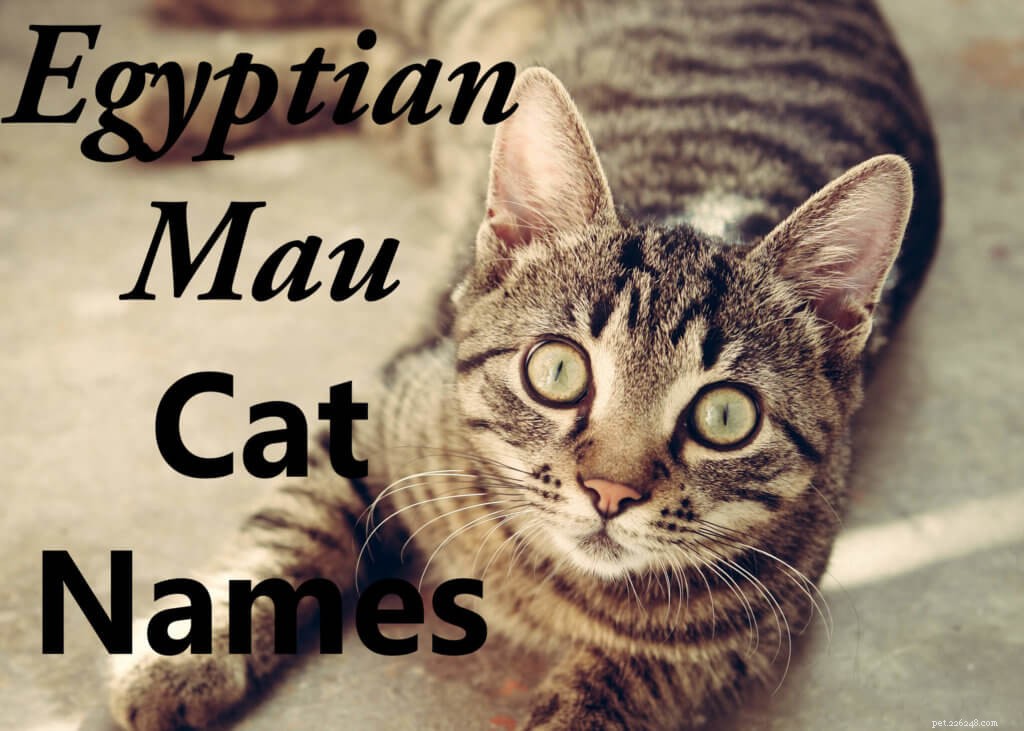 Discover 100 Exotic Names for Your Egyptian Mau Cat
