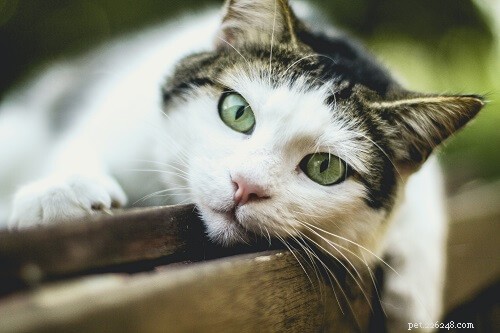 105 Trendy & Memorable Cat Names for Stylish Felines