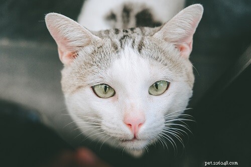 105 Trendy & Memorable Cat Names for Stylish Felines