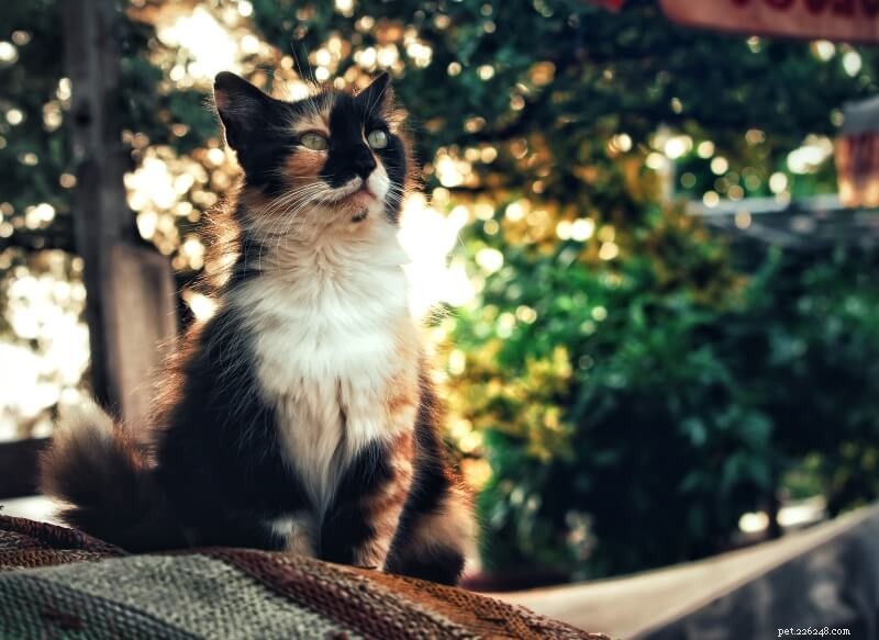 101 Unique Calico Cat Names with Meaningful Insights