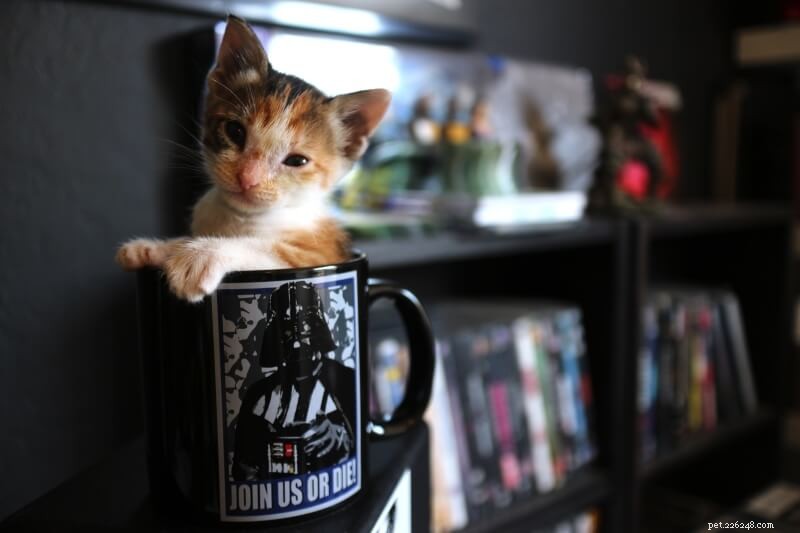 101 Unique Calico Cat Names with Meaningful Insights