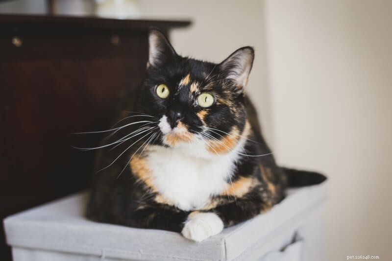 101 Unique Calico Cat Names with Meaningful Insights