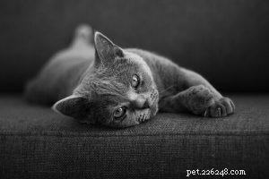 150 Classic British Cat Names for Cats – Trusted Picks for Every Feline