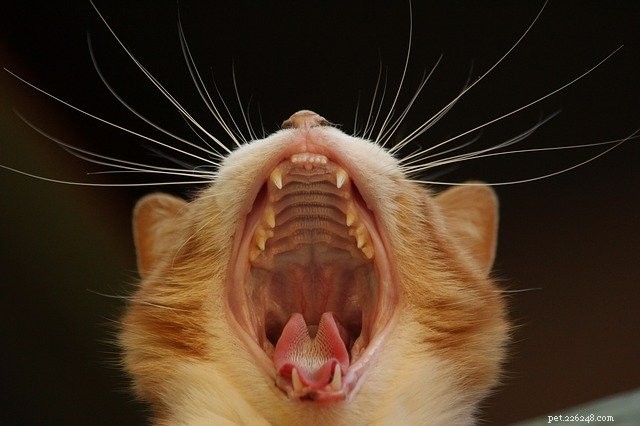 350 Funny & Cute Cat Names to Purr Your Heart Out