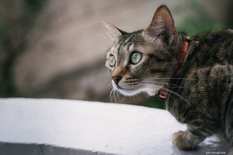350 Funny & Cute Cat Names to Purr Your Heart Out