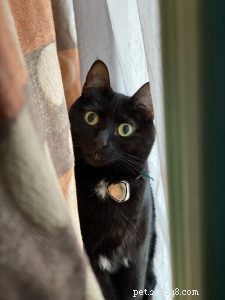 Top 50 Popular Names for Your Black Cat
