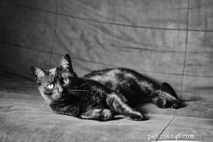 Top 50 Popular Names for Your Black Cat