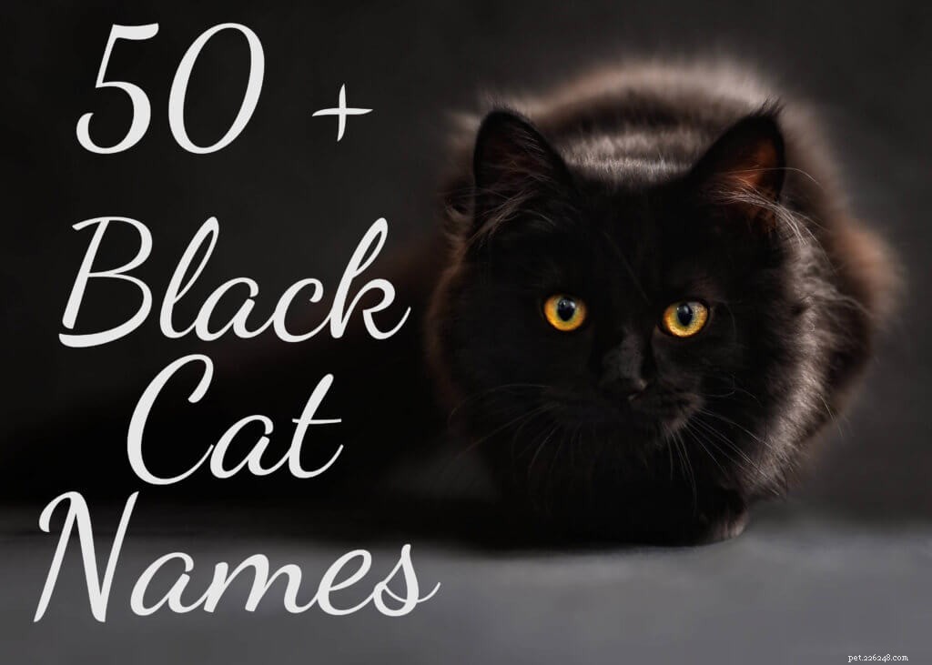 Top 50 Popular Names for Your Black Cat