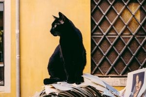 Top 50 Popular Names for Your Black Cat