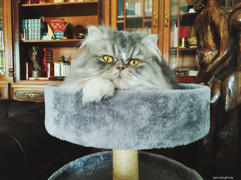 Tell Us Your Most Frustrating Cat Problem—We’re Here to Help