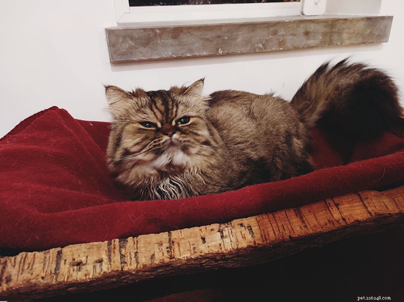 Tell Us Your Most Frustrating Cat Problem—We’re Here to Help