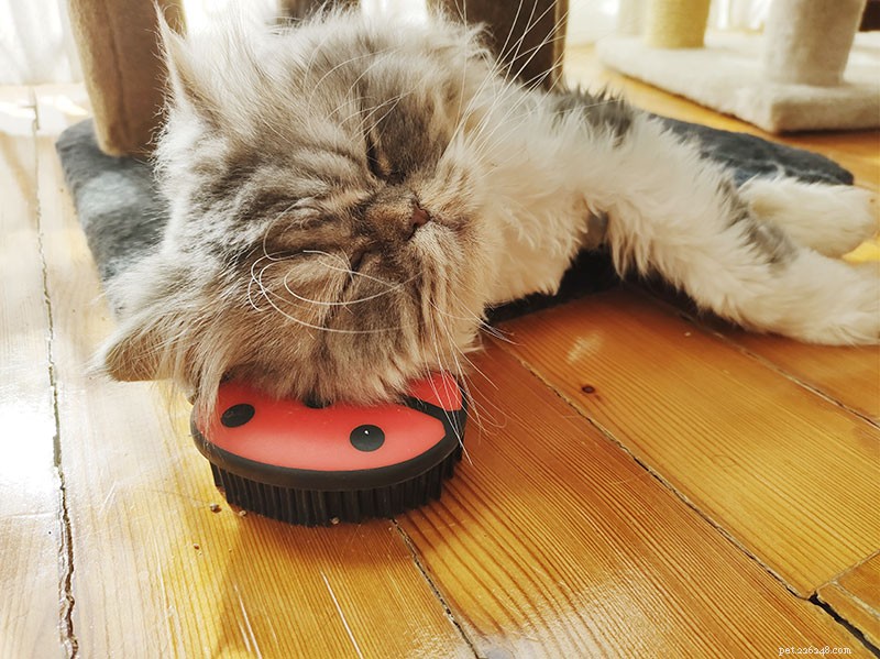 Tell Us Your Most Frustrating Cat Problem—We’re Here to Help