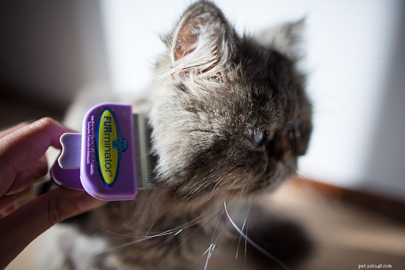Why Does My Cat Follow Me Everywhere? 15 Expert-Backed Explanations