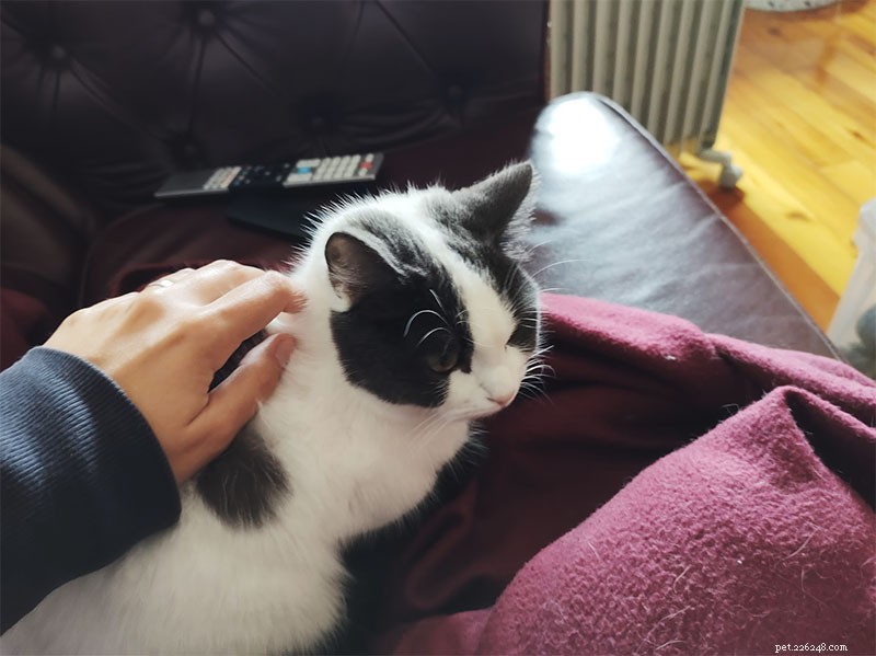 Why Does My Cat Follow Me Everywhere? 15 Expert-Backed Explanations