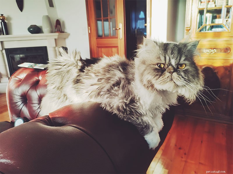 Why Does My Cat Follow Me Everywhere? 15 Expert-Backed Explanations