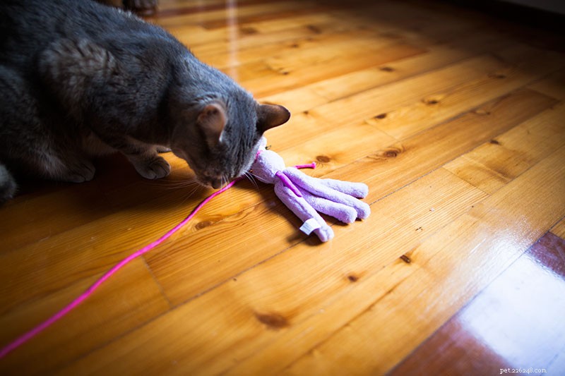 Why Does My Cat Follow Me Everywhere? 15 Expert-Backed Explanations