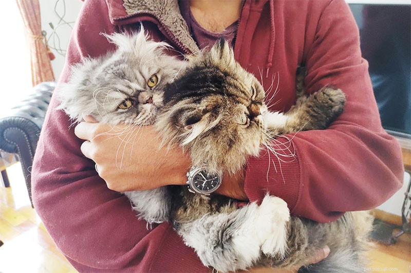 Why Does My Cat Follow Me Everywhere? 15 Expert-Backed Explanations