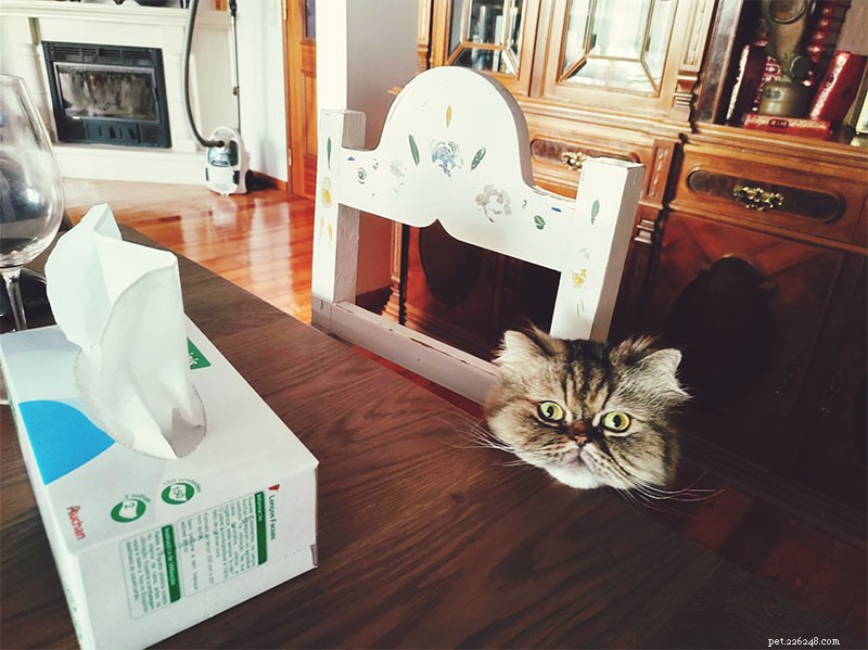 Why Does My Cat Follow Me Everywhere? 15 Expert-Backed Explanations
