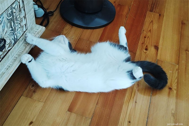 Why Does My Cat Follow Me Everywhere? 15 Expert-Backed Explanations
